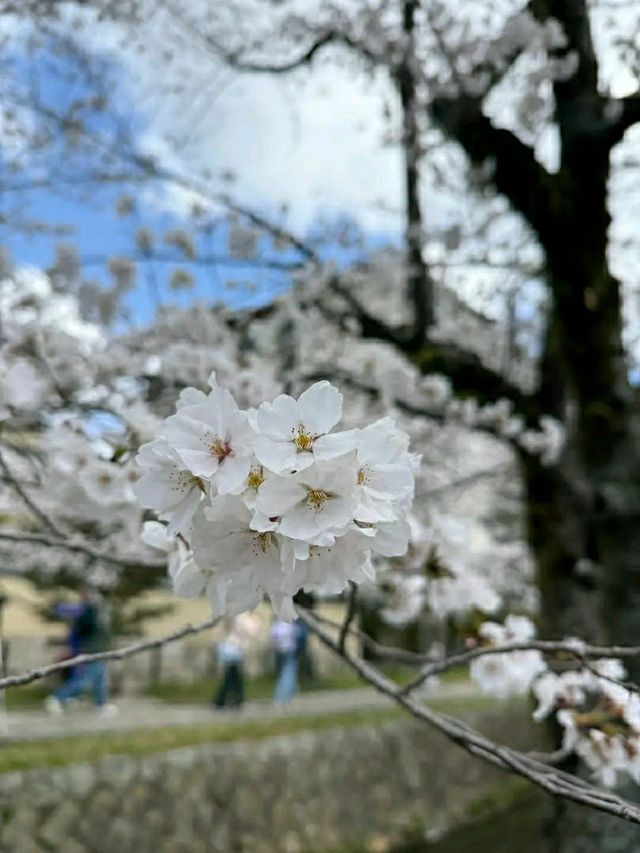 Philosopher’s Path: A Serene Walk Through Kyoto’s Heart