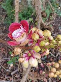 Penang Botanic Gardens – A Green Retreat with Colonial Roots