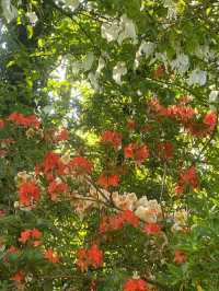 Altamont Gardens – Ireland’s Romantic Garden Jewel in County Carlow