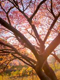 Spring Comes Early in Minami-Izu – Sakura by the Sea