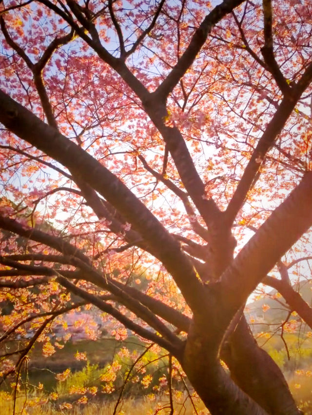 Spring Comes Early in Minami-Izu – Sakura by the Sea