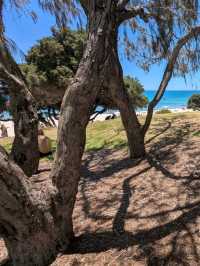 🌞 Perth’s Beach Beauty: Why Cottesloe Should Be on Your Bucket List! 🌊