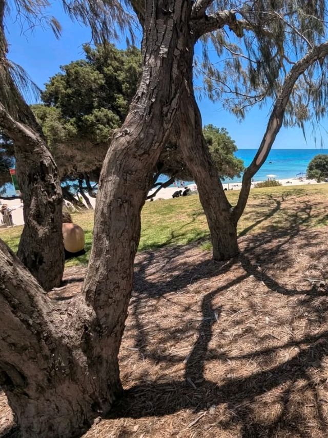🌞 Perth’s Beach Beauty: Why Cottesloe Should Be on Your Bucket List! 🌊