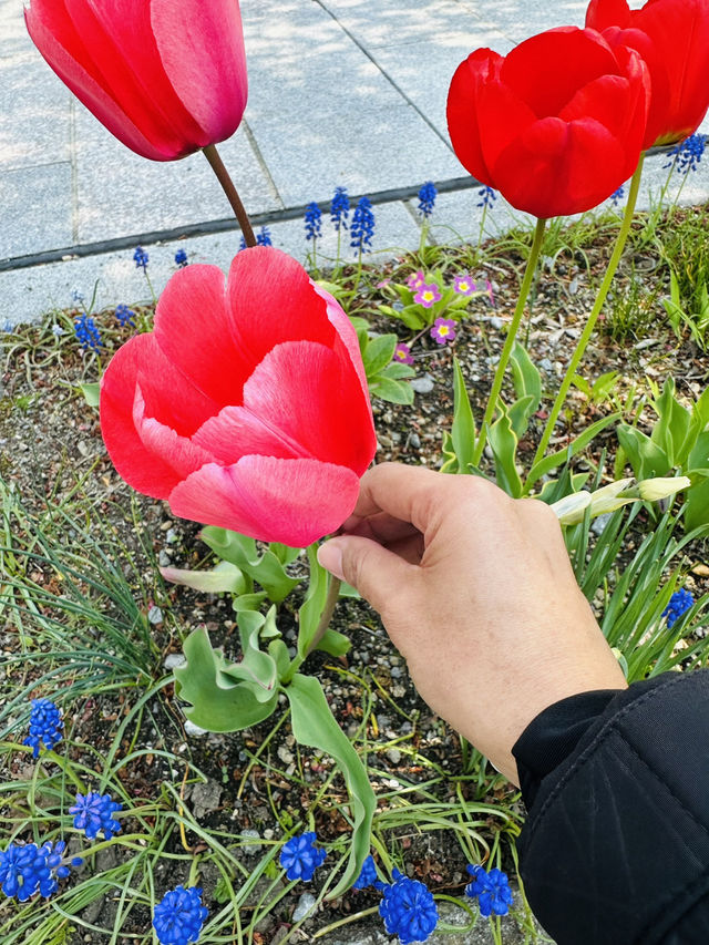Hakodate 🇯🇵 “ฮาโกดาเตะ“ 