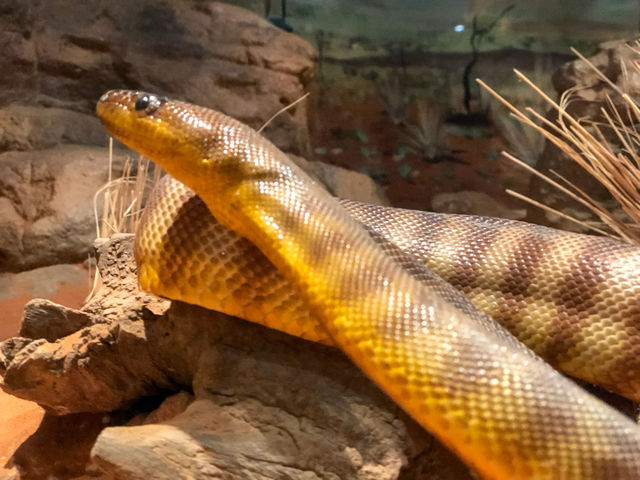 Sydney’s Wildest Family Day Out – Unforgettable Moments at Featherdale!