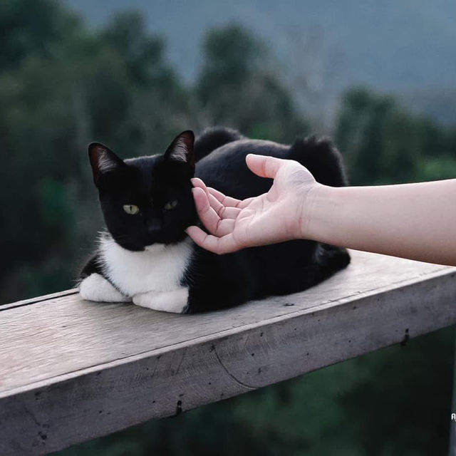 โฮมสเตย์วิวดี ที่ทาสเเมวไม่ควรพลาด🐱