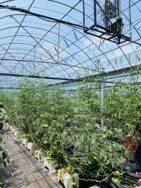 ［新竹關西旅遊］金勇蕃茄農場🍅端午佳節半日遊的好選擇-好吃又好玩🧸
