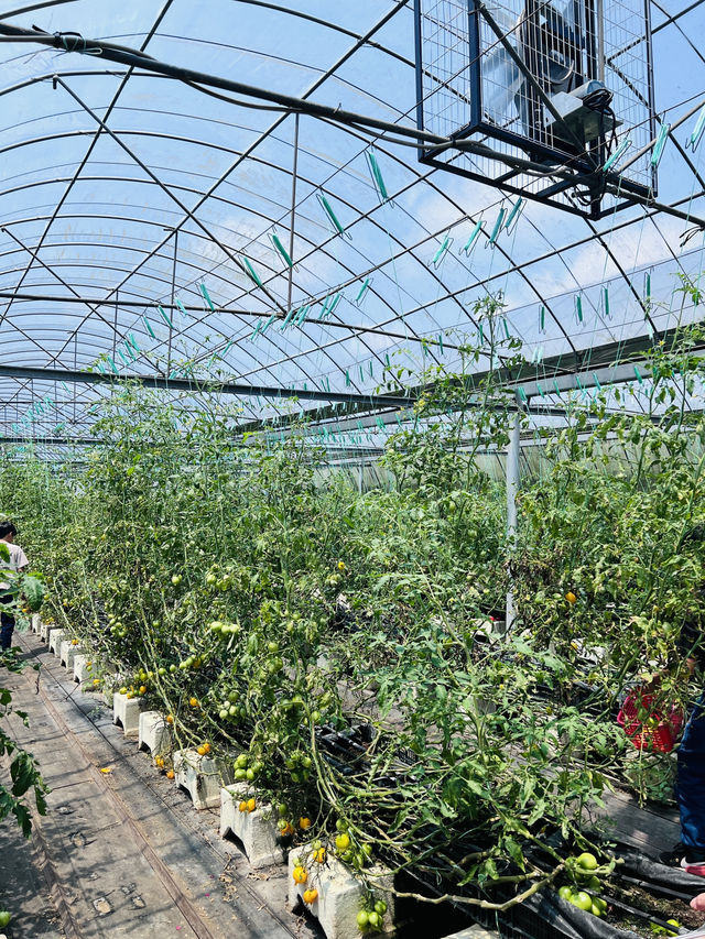 ［新竹關西旅遊］金勇蕃茄農場🍅端午佳節半日遊的好選擇-好吃又好玩🧸