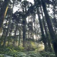 溪頭森林遊樂區🌳