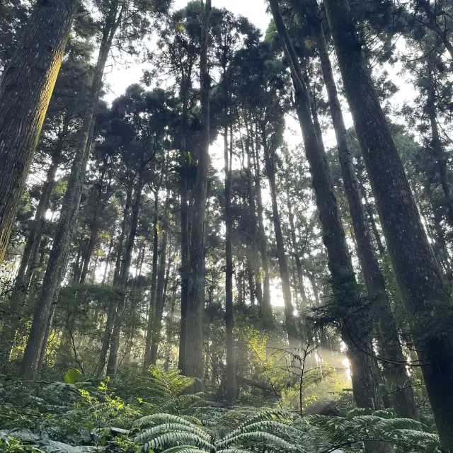 溪頭森林遊樂區🌳
