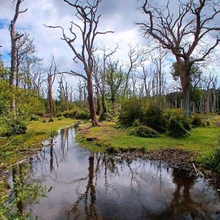 New Forest National Park, Hampshire