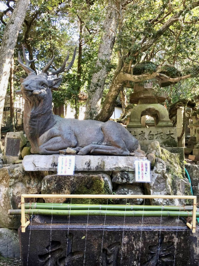 A Peaceful Day at Kasuga Taisha Shrine 🦌