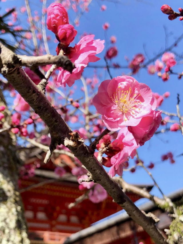 A Peaceful Day at Kasuga Taisha Shrine 🦌