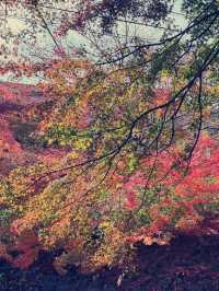 東京富士河口湖町購物攻略｜紅葉季隱世必訪店鋪精選