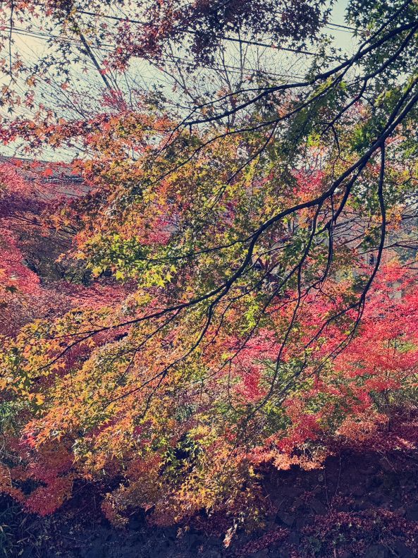 東京富士河口湖町購物攻略｜紅葉季隱世必訪店鋪精選