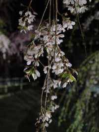🌸🏯【秋田・角館】  時が止まった町で、武家屋敷と桜に包まれる春。 