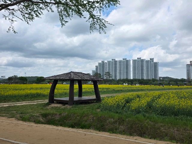 💛 창녕 낙동강 유채꽃 명소, 노란 물결 속 봄 산책🌼