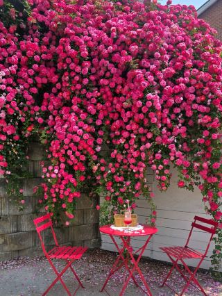 Travel Course in Asan, Chungcheongnam-do: Cafe Flower Dome Rose Photo Zone