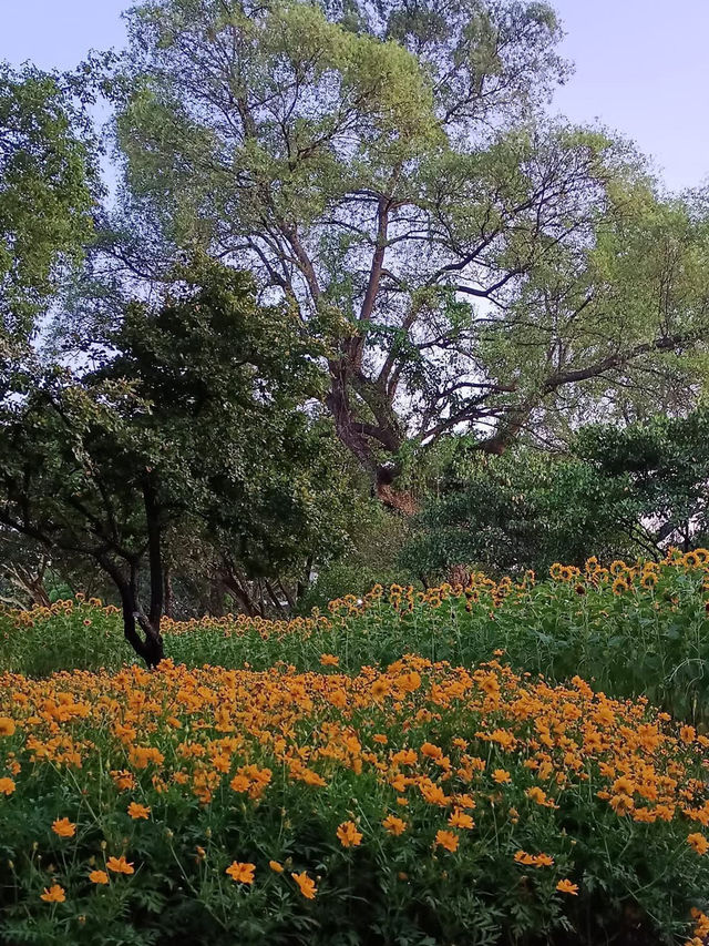 都会の喧騒を離れて、自然に包まれたスワンルアン・ラマ9で心をリセット🌿🌸