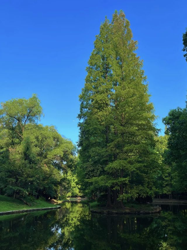 Forest Fun on the Cheap: My Visit to Gongqing Forest Park, Shanghai