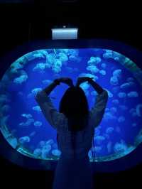 Aquaria Phuket 💙  ประสบการณ์ดีดี 