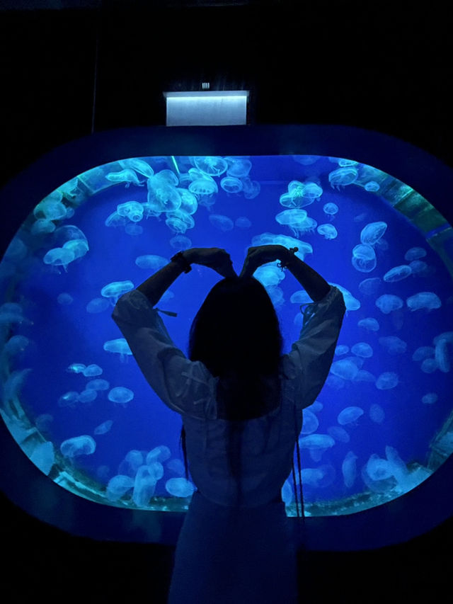 Aquaria Phuket 💙  ประสบการณ์ดีดี 
