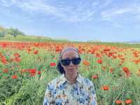 富良野富田農場：遇見·花海