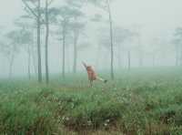 ดอกหงอนนาค นางเอกแห่งอุทยานแห่งชาติภูสอยดาว 