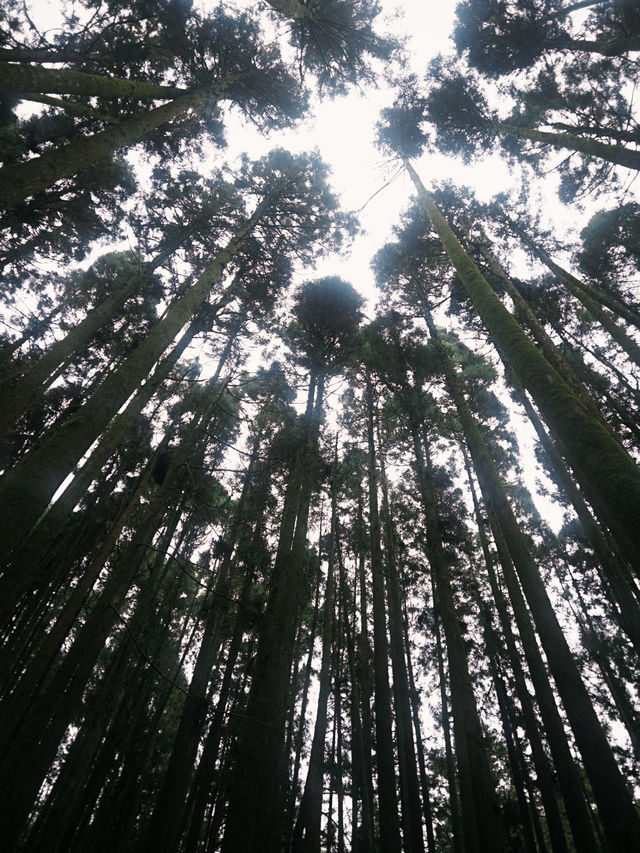 阿里山一日精華遊：與神木、雲海和森林鐵路的邂逅