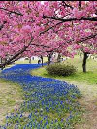 新潟県長岡市に広がる「国営越後丘陵公園」は、四季折々の花々と豊かな自然に包まれた癒しの空間。 