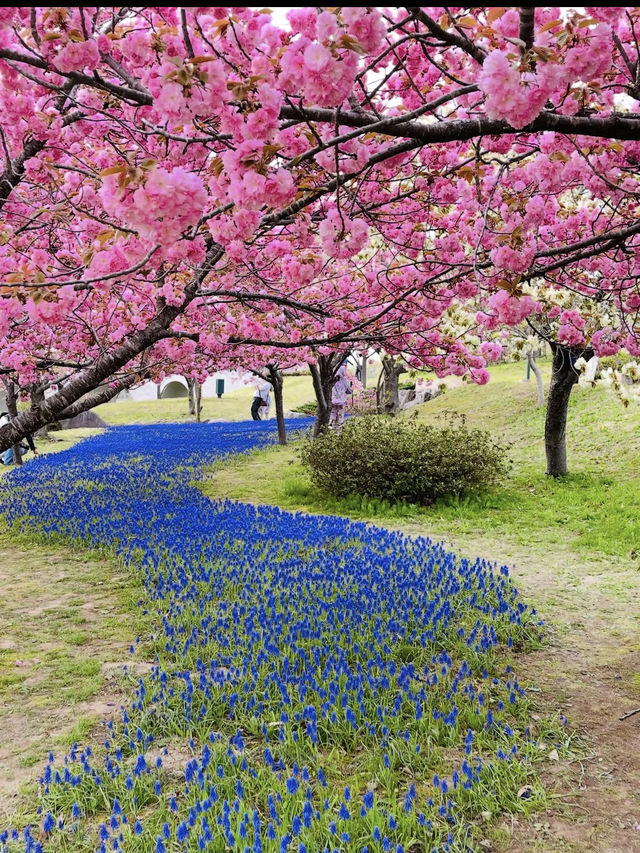 新潟県長岡市に広がる「国営越後丘陵公園」は、四季折々の花々と豊かな自然に包まれた癒しの空間。 