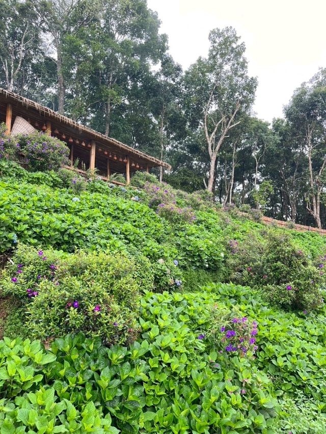 🏞️✨ยอดดอยม่อนแจ่ม เชียงใหม่🏞️✨