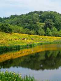 Flower Fields & Chill Walks in Haman’s Bloomy Wonderland