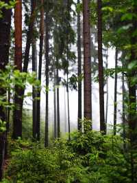 🌲神秘の森で癒しの時間を。黒い森で自然と心がつながる旅🍃