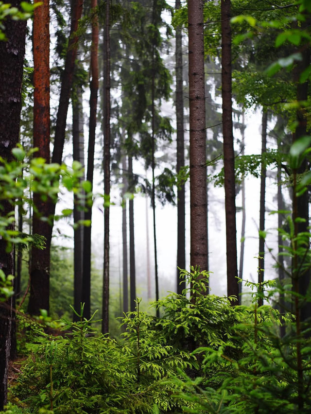 🌲神秘の森で癒しの時間を。黒い森で自然と心がつながる旅🍃