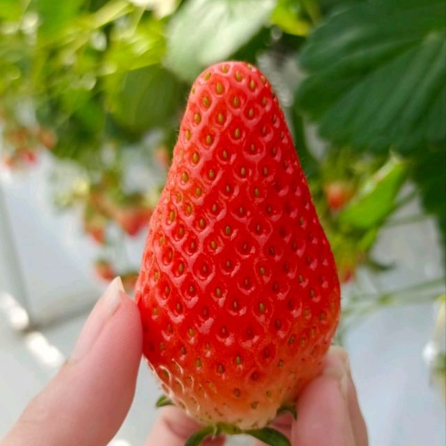 กินสตอร์เบอรี่สีขาวแบบบุฟเฟ่ต์ที่Tsujiguchi Farm