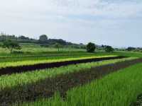 A Refreshing Visit to Yiwu Botanical Garden