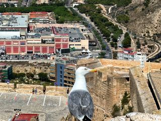 Alicante in 6 Hours: My Solo "Special Forces" Dash! 🇪🇸🚶‍♀️