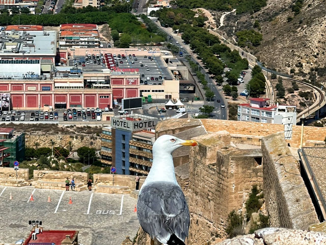 Alicante in 6 Hours: My Solo "Special Forces" Dash! 🇪🇸🚶‍♀️