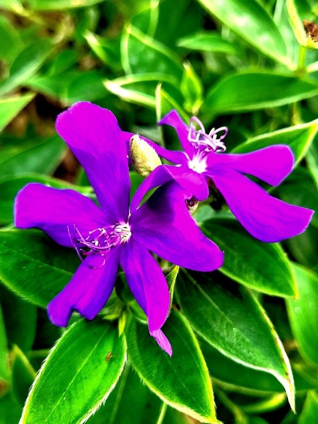 Strolling through the charming Floral Ridge
