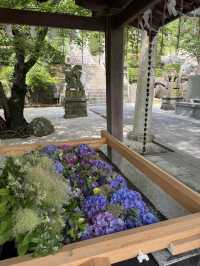 【北九州観光】月に2回入れ替わる花手水に癒される❁⃘