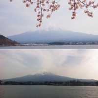 ซากุระบานที่คาวากุจิโกะ 🏔️🌸