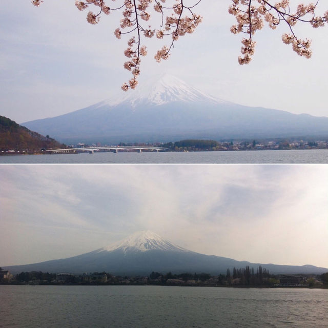ซากุระบานที่คาวากุจิโกะ 🏔️🌸