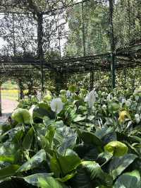 🌿斯里蘭卡皇家植物園｜歷史百年＋絕美拍照點＋門票交通一次搞定！