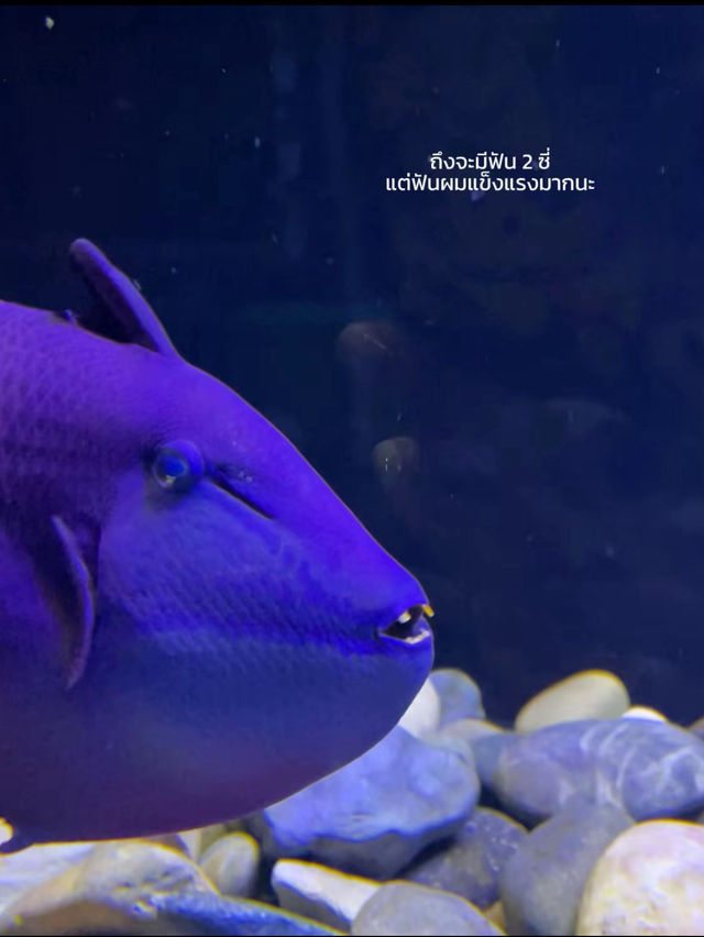 ท่องโลกใต้ท้องทะเลไปกับ Aquaria Phuket