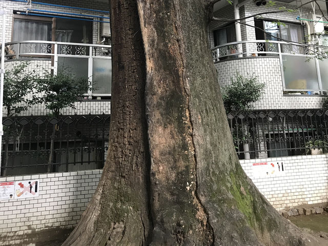 【雑司ヶ谷　鬼子母神　夏の朝の散歩】