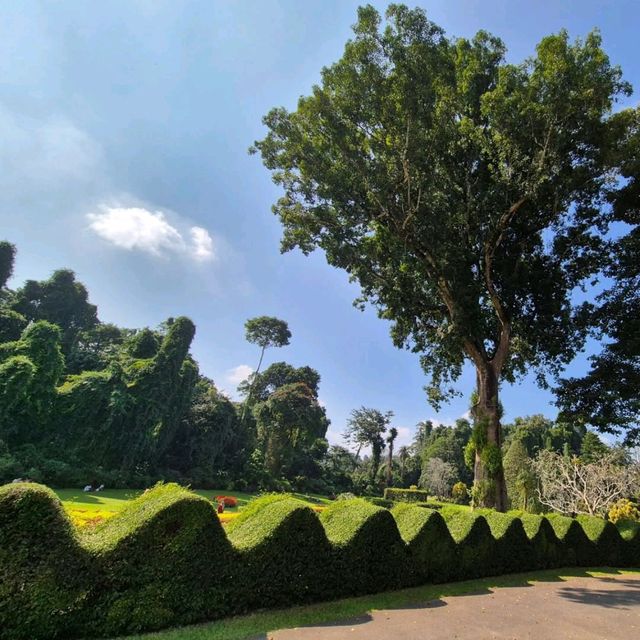 Leafy Wanders & Giant Palms