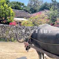 🌺1日で楽しむ、竹富島“感動映え旅”モデルプラン🏝️