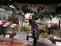 amazing journey around manila,