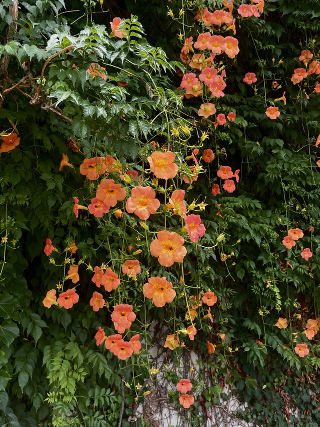 인생사진 스팟🌺 <뚝섬한강공원 능소화 군락지>